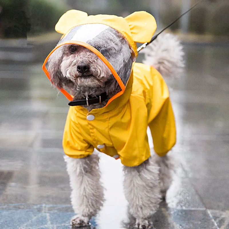 dog wearing rain coat