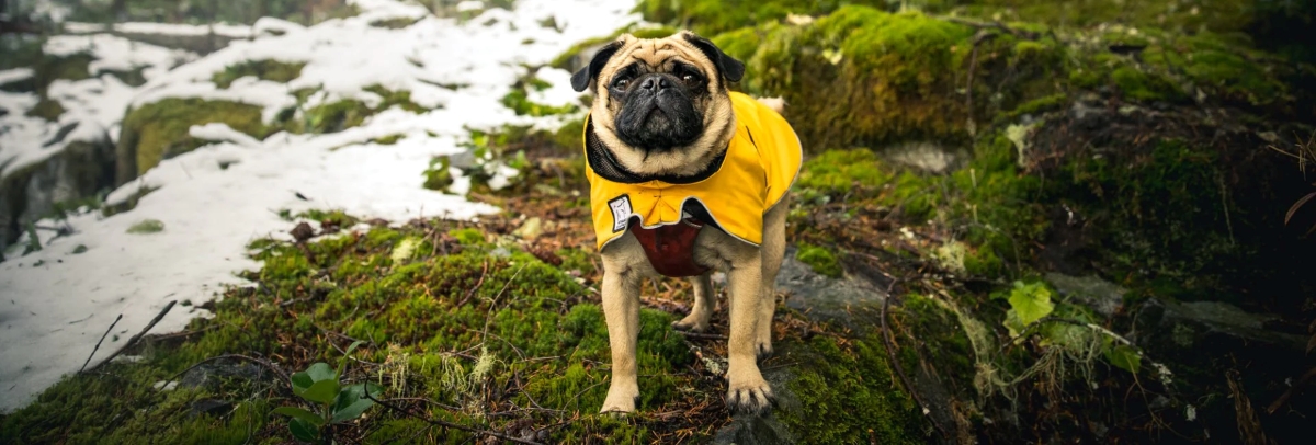 dog wearing rain coat